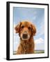 A Dog Enjoying The Outdoors On A Beautiful Summer Day-graphicphoto-Framed Photographic Print