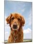 A Dog Enjoying The Outdoors On A Beautiful Summer Day-graphicphoto-Mounted Photographic Print