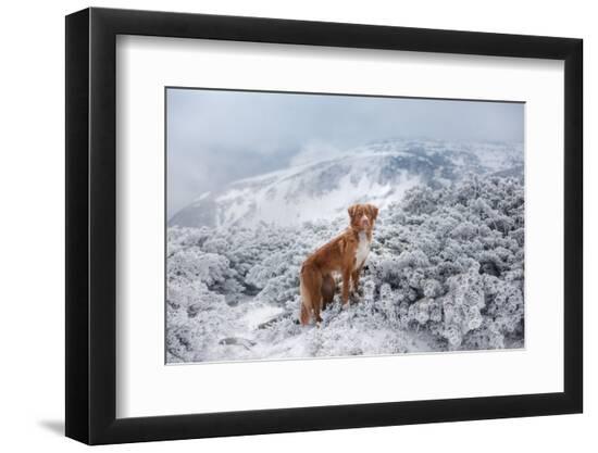Premium Photographic Print, , large