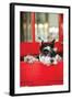 A Dog's Life I-Karyn Millet-Framed Photographic Print