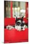 A Dog's Life I-Karyn Millet-Mounted Photographic Print