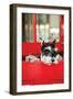 A Dog's Life I-Karyn Millet-Framed Photographic Print