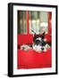 A Dog's Life I-Karyn Millet-Framed Photographic Print