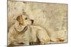 A Dog's Story 3-Elizabeth Hope-Mounted Giclee Print