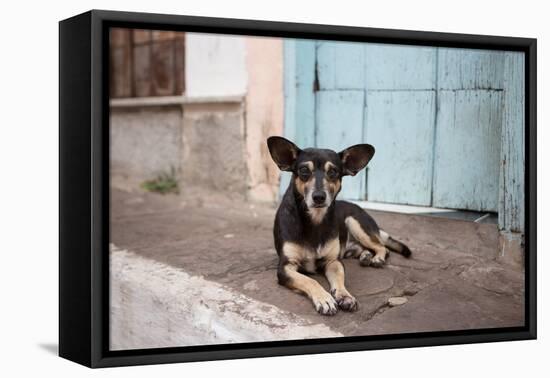 A Dog Sitting on a Pavement in Lencois, Chapada Diamantina National Park-Alex Saberi-Framed Stretched Canvas