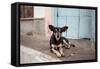 A Dog Sitting on a Pavement in Lencois, Chapada Diamantina National Park-Alex Saberi-Framed Stretched Canvas