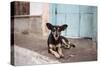A Dog Sitting on a Pavement in Lencois, Chapada Diamantina National Park-Alex Saberi-Stretched Canvas