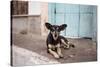 A Dog Sitting on a Pavement in Lencois, Chapada Diamantina National Park-Alex Saberi-Stretched Canvas