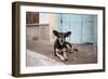 A Dog Sitting on a Pavement in Lencois, Chapada Diamantina National Park-Alex Saberi-Framed Premium Photographic Print