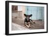 A Dog Sitting on a Pavement in Lencois, Chapada Diamantina National Park-Alex Saberi-Framed Premium Photographic Print