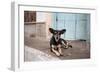 A Dog Sitting on a Pavement in Lencois, Chapada Diamantina National Park-Alex Saberi-Framed Premium Photographic Print