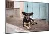 A Dog Sitting on a Pavement in Lencois, Chapada Diamantina National Park-Alex Saberi-Mounted Premium Photographic Print