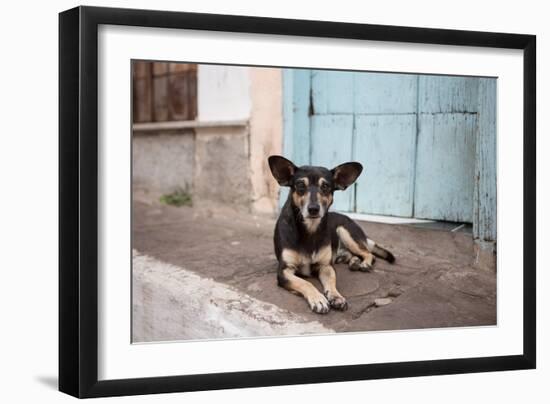 A Dog Sitting on a Pavement in Lencois, Chapada Diamantina National Park-Alex Saberi-Framed Photographic Print