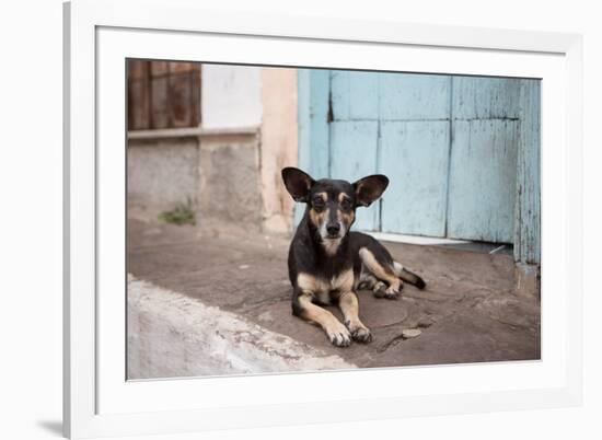 A Dog Sitting on a Pavement in Lencois, Chapada Diamantina National Park-Alex Saberi-Framed Photographic Print