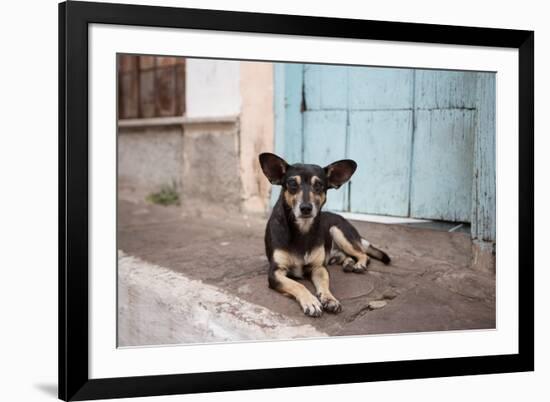 A Dog Sitting on a Pavement in Lencois, Chapada Diamantina National Park-Alex Saberi-Framed Photographic Print
