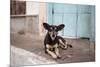 A Dog Sitting on a Pavement in Lencois, Chapada Diamantina National Park-Alex Saberi-Mounted Photographic Print