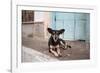 A Dog Sitting on a Pavement in Lencois, Chapada Diamantina National Park-Alex Saberi-Framed Photographic Print