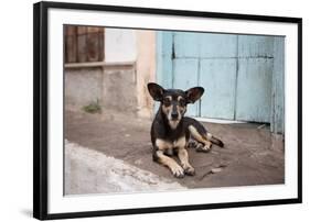 A Dog Sitting on a Pavement in Lencois, Chapada Diamantina National Park-Alex Saberi-Framed Photographic Print