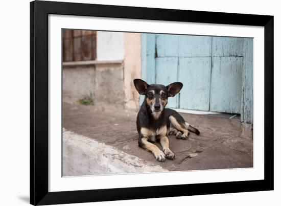 A Dog Sitting on a Pavement in Lencois, Chapada Diamantina National Park-Alex Saberi-Framed Photographic Print