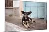 A Dog Sitting on a Pavement in Lencois, Chapada Diamantina National Park-Alex Saberi-Mounted Photographic Print