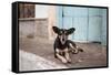 A Dog Sitting on a Pavement in Lencois, Chapada Diamantina National Park-Alex Saberi-Framed Stretched Canvas