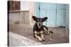 A Dog Sitting on a Pavement in Lencois, Chapada Diamantina National Park-Alex Saberi-Stretched Canvas