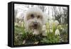 A Dog Sniffing Flowers in the Park-null-Framed Stretched Canvas