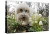 A Dog Sniffing Flowers in the Park-null-Stretched Canvas