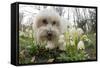 A Dog Sniffing Flowers in the Park-null-Framed Stretched Canvas