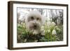 A Dog Sniffing Flowers in the Park-null-Framed Photo