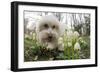 A Dog Sniffing Flowers in the Park-null-Framed Photo