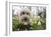 A Dog Sniffing Flowers in the Park-null-Framed Photo