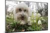 A Dog Sniffing Flowers in the Park-null-Mounted Photo