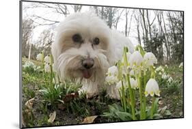 A Dog Sniffing Flowers in the Park-null-Mounted Photo