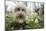 A Dog Sniffing Flowers in the Park-null-Mounted Photo