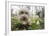 A Dog Sniffing Flowers in the Park-null-Framed Photo