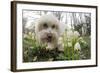 A Dog Sniffing Flowers in the Park-null-Framed Photo