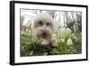 A Dog Sniffing Flowers in the Park-null-Framed Photo