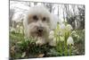 A Dog Sniffing Flowers in the Park-null-Mounted Photo