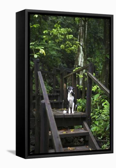 A Dog Waiting on Stairs, Semuc Champey Pools, Alta Verapaz, Guatemala-Micah Wright-Framed Stretched Canvas