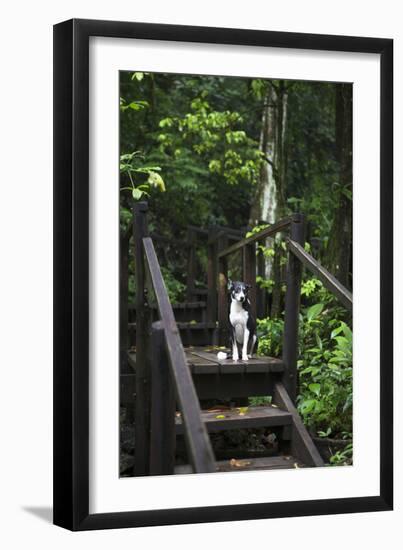 A Dog Waiting on Stairs, Semuc Champey Pools, Alta Verapaz, Guatemala-Micah Wright-Framed Photographic Print