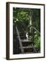 A Dog Waiting on Stairs, Semuc Champey Pools, Alta Verapaz, Guatemala-Micah Wright-Framed Photographic Print