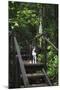 A Dog Waiting on Stairs, Semuc Champey Pools, Alta Verapaz, Guatemala-Micah Wright-Mounted Photographic Print