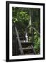 A Dog Waiting on Stairs, Semuc Champey Pools, Alta Verapaz, Guatemala-Micah Wright-Framed Photographic Print