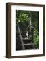 A Dog Waiting on Stairs, Semuc Champey Pools, Alta Verapaz, Guatemala-Micah Wright-Framed Photographic Print