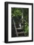 A Dog Waiting on Stairs, Semuc Champey Pools, Alta Verapaz, Guatemala-Micah Wright-Framed Photographic Print