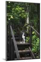 A Dog Waiting on Stairs, Semuc Champey Pools, Alta Verapaz, Guatemala-Micah Wright-Mounted Photographic Print