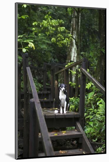 A Dog Waiting on Stairs, Semuc Champey Pools, Alta Verapaz, Guatemala-Micah Wright-Mounted Photographic Print