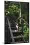 A Dog Waiting on Stairs, Semuc Champey Pools, Alta Verapaz, Guatemala-Micah Wright-Mounted Photographic Print
