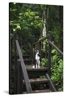 A Dog Waiting on Stairs, Semuc Champey Pools, Alta Verapaz, Guatemala-Micah Wright-Stretched Canvas